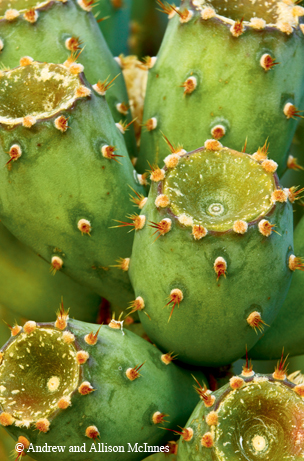 Cactus